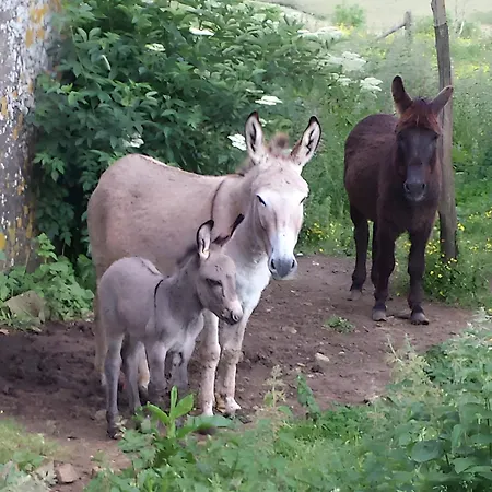 Bourdeverre D'hôtes Couette-café