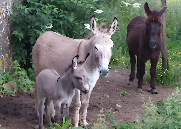 Bourdeverre D'hôtes 3* Sanxay