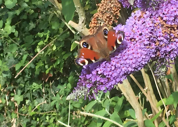 Bourdeverre D'hotes Bed and breakfast 3*