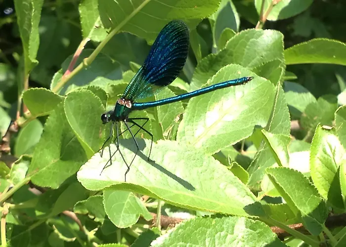 Bourdeverre D'hôtes 3* Sanxay