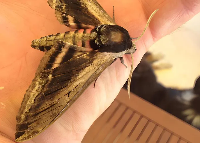 Bourdeverre D'hotes 3* Sanxay