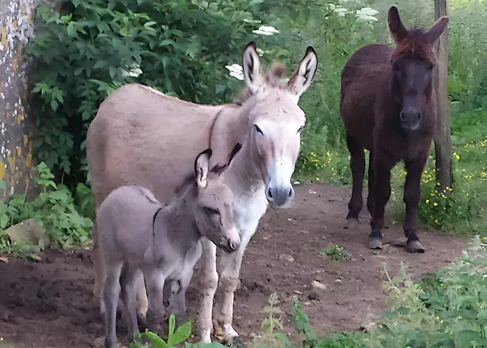 Bourdeverre D'hotes Bed and breakfast