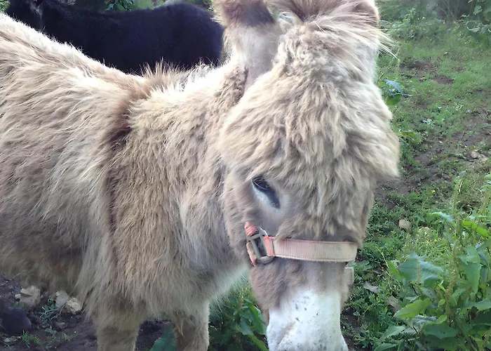 Bourdeverre D'hotes Sanxay