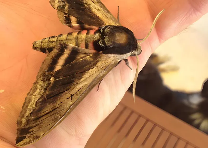 Bourdeverre D'hôtes 3* Sanxay